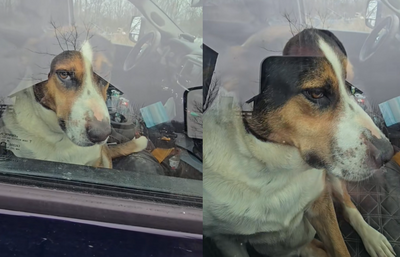 竟然不帶我！聰明邊牧把主人「鎖車外報復」　冷眼看他吹風罰站