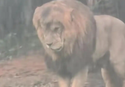 廣州暴雨！動物園集體憂鬱「落湯獅」爆紅　網笑翻：一定是獅戀了