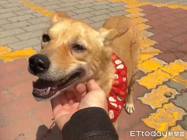 ▲雲林黃狗被丟下樓重傷「只能靠爬」　現可獨立行走讓粉絲超欣慰。（圖／Threads@lin19970823提供，請勿隨意翻拍，以免侵權。）