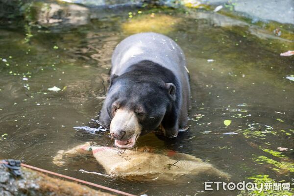 ▲馬來熊保育大使「小熊妹」、「熊霸」　順利抵達日本円山動物園。（圖／台北市立動物園提供）