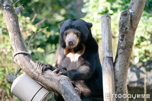 ▲馬來熊保育大使「小熊妹」、「熊霸」　順利抵達日本円山動物園。（圖／台北市立動物園提供）