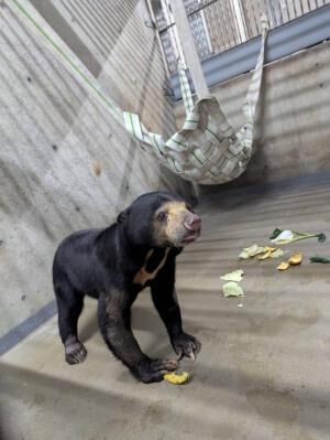 ▲馬來熊保育大使「小熊妹」、「熊霸」　順利抵達日本円山動物園。（圖／翻攝自日本円山動物園官網）