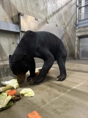 ▲馬來熊保育大使「小熊妹」、「熊霸」　順利抵達日本円山動物園。（圖／翻攝自日本円山動物園官網）