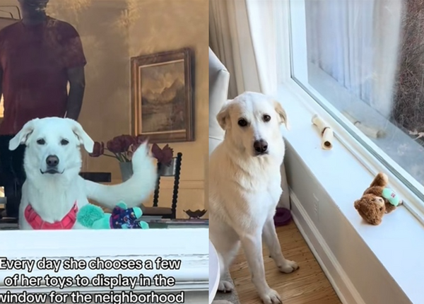 浪汪獲救變可愛收藏家　每天精選心愛玩具「佈置窗戶」邀鄰居欣賞。（圖／翻攝自TikTok／nellies_world_）