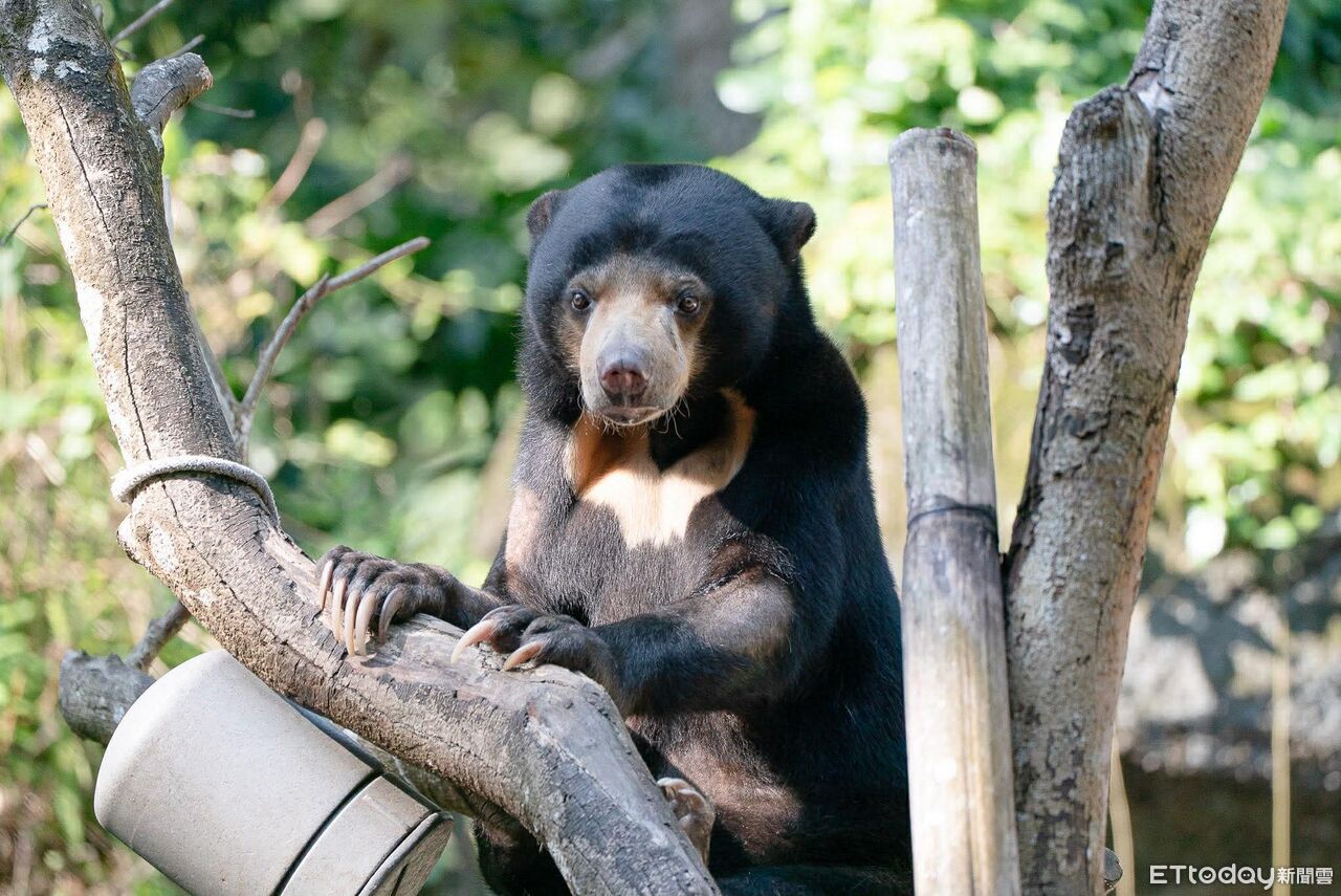 別白跑一趟!台北動物園大歲修「閉園10天」 暑假前全面升級 | ETtoday生活新聞 | ETtoday新聞雲