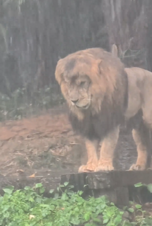 獅子在滂沱大雨中淋雨。(圖/翻攝自微博)
