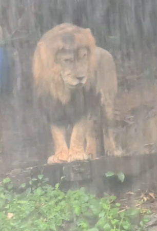 獅子在滂沱大雨中淋雨。(圖/翻攝自微博)