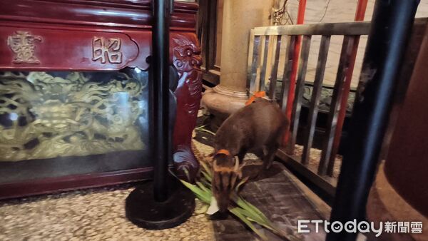 ▲山羌誤闖宮廟，經神明同意暫時安置。（圖／翻攝自心北市政府動物保護防疫處）