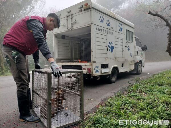 ▲山羌誤闖宮廟，經神明同意暫時安置。（圖／翻攝自心北市政府動物保護防疫處）
