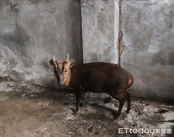 ▲山羌誤闖宮廟，經神明同意暫時安置。（圖／翻攝自心北市政府動物保護防疫處）