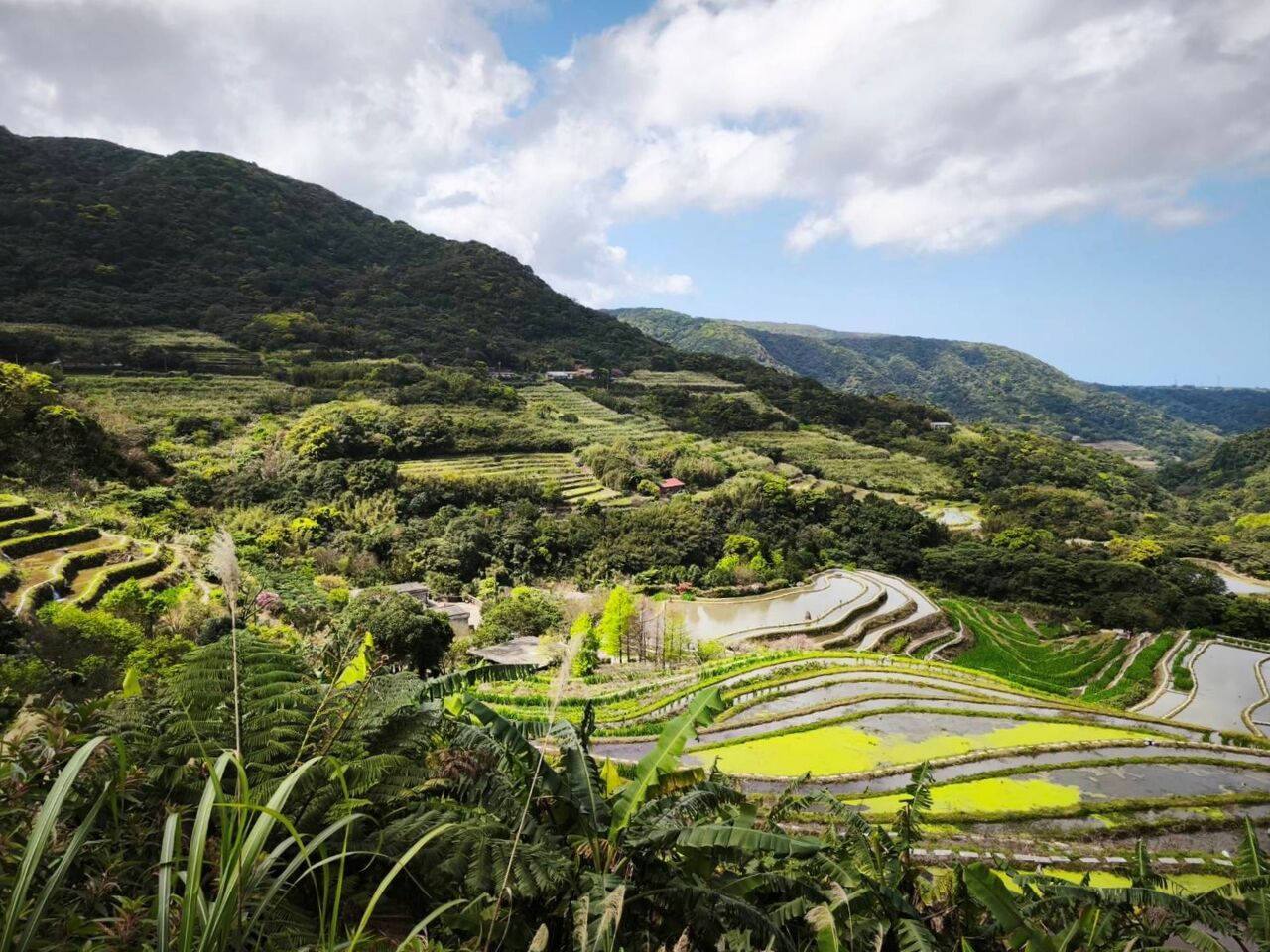 百年石門梯田變身鳶尾花海 新北青農打造浪漫食農體驗
