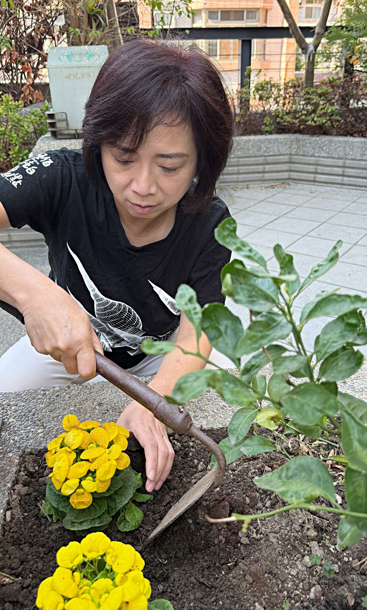 ▲▼民進黨台中市長參選人、立委何欣純平時是綠手指，熱愛種花花草草，圖為種荷包花。（圖／何欣純辦公室提供）