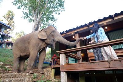 清邁森林木屋體驗大象Morning Call！