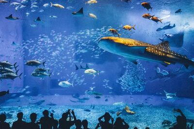 台灣人有多J？早鳥族平均提早2.5個月規劃