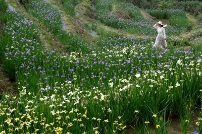 3千坪「全台唯一梯田鳶尾花」在石門