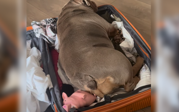 「帶我一起走」鬥牛犬打包小豬娃娃　圓滾滾身材塞爆行李箱萌翻。（圖／翻攝自Instagram／rosiethebulldog24）