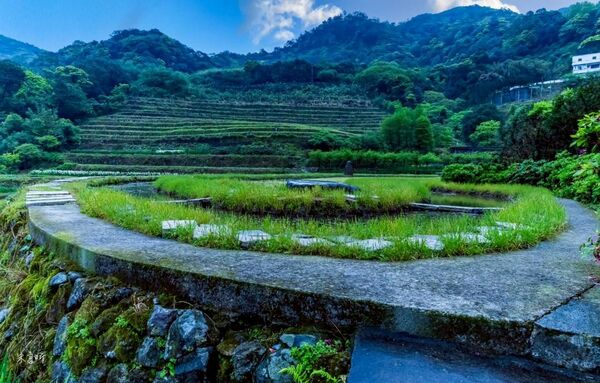 ▲全台唯一梯田鳶尾花海即將再現新北石門。（資料照／石門區公所提供）
