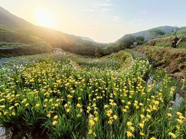 ▲全台唯一梯田鳶尾花海即將再現新北石門。（資料照／石門區公所提供）