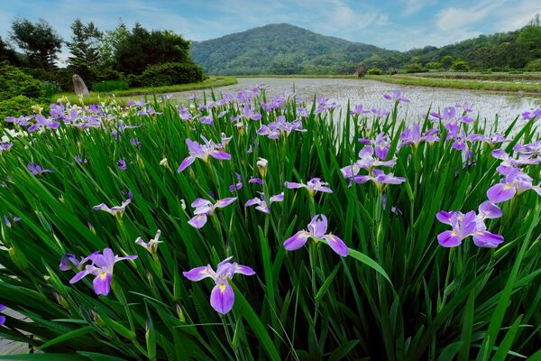 ▲全台唯一梯田鳶尾花海即將再現新北石門。（資料照／石門區公所提供）