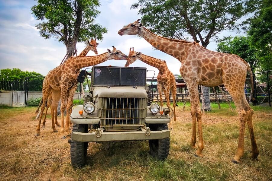 泰精彩！曼谷ｘ芭達雅一次玩（圖／喬瑞旅行社、shutterstock）