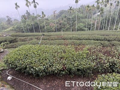 竹山鹿谷茶葉乾旱災損嚴重　農業部天災現金救助申請4／7起跑