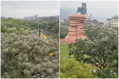 新北2秘境賞花點　苦楝、流蘇開6成