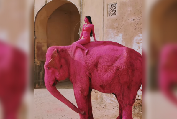 65歲大象「全身漆螢光粉紅色」死亡　網怒批攝影師：這不是藝術。（圖／翻攝自Instagram／julia.buruleva）