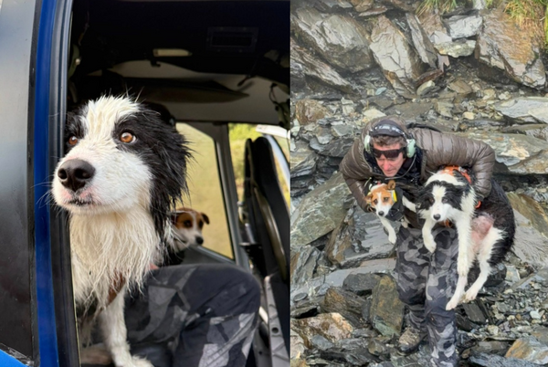 女主人墜45m懸崖失散　忠心邊牧「原地守候一周」陌生人捐款援救。（圖／翻攝自Facebook／Precision Helicopters Ltd）