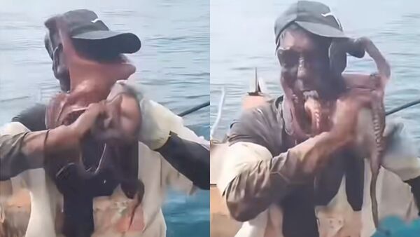 ▲▼絕地反擊！章魚「八爪罩臉」險窒息　漁夫掙脫瞬間太驚人。（圖／翻攝IG）