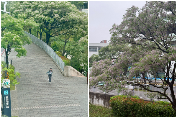 ▲在新北市美術館周邊，苦楝花進入絕佳觀賞期。（圖／翻攝自Facebook／賞花快報）