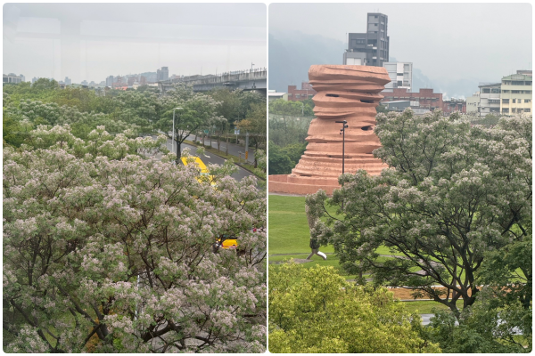 ▲在新北市美術館周邊，苦楝花進入絕佳觀賞期。（圖／翻攝自Facebook／賞花快報）