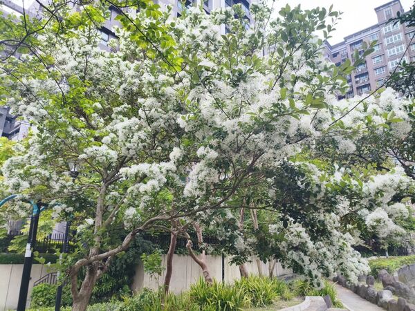 ▲北投子溪櫻花林生態步道流蘇。（圖／翻攝自Facebook／賞花快報）
