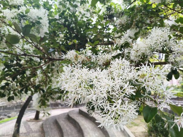 ▲北投子溪櫻花林生態步道流蘇。（圖／翻攝自Facebook／賞花快報）
