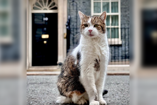 ▲▼英國首席捕鼠官賴瑞，已高齡19歲。（圖／翻攝自X／Larry the Cat）