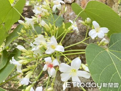 2026玉山樂齡微笑南安—瓦拉米賞桐導覽活動開始報名