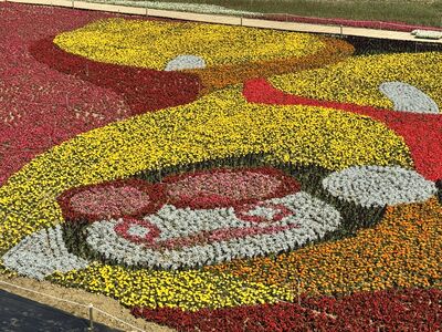 登高眺望海芋田「桃園1日遊推薦」　