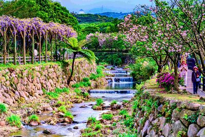 淡水、三芝紫藤花海接力綻放 北海岸春遊品農村風味