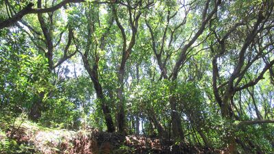 清明掃墓慎防林火　新北籲齊心守護山林資源