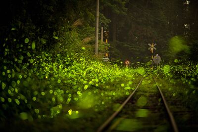 嘉義賞螢日夜玩法　訪鐵道螢火蟲秘境