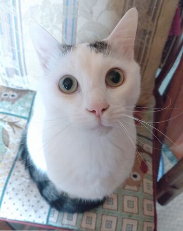 ▲。（圖／翻攝自X/@kikuri_0513）