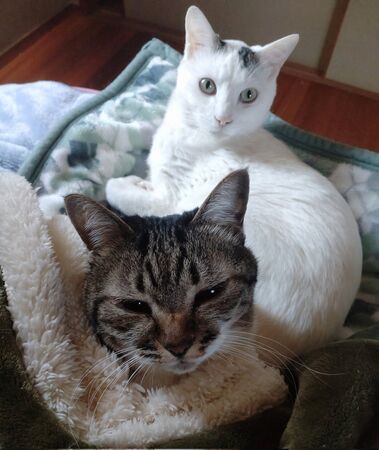 ▲。（圖／翻攝自X/@kikuri_0513）