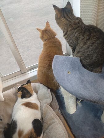 ▲。（圖／翻攝自X／@kikuri_0513）