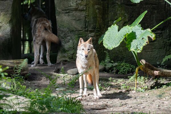 ▲。（圖／臺北市立動物園﻿提供）