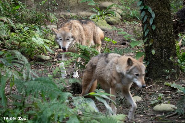 ▲。（圖／臺北市立動物園﻿提供）