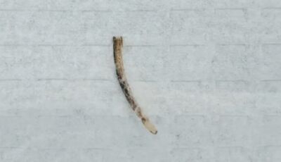 陸男子誤食魚刺竟卡在肛門　兩端刺入組織只能動手術取出