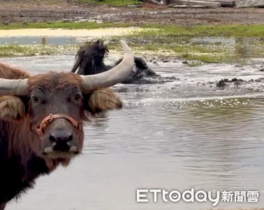 水牛泥地裡衝刺打滾自嗨　同伴鄙視臉「有事嗎？」爆笑反差