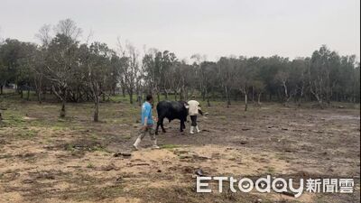 600公斤黑牛被雷嚇到跌進水溝　金門消防出動「山貓」4hrs救出
