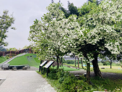 新北流蘇花迎花期　中和、新店公園飄「四月雪」成春日亮點