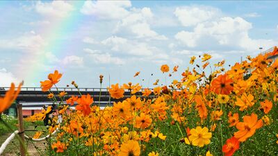 新北大都會公園3公頃花海盛開　漫步春日童話世界