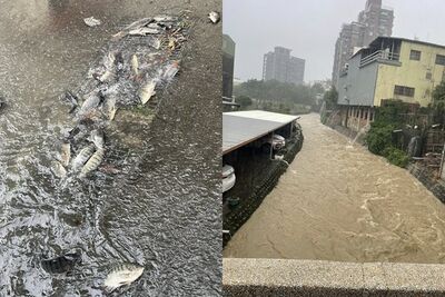 大雨炸苗栗排水孔沒作用！竟是被整群吳郭魚塞住　民眾傻眼